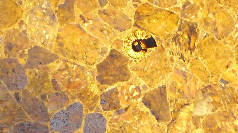 Onyx Breccia with Ammonite Fossil